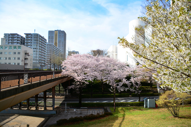 成増駅周辺の物件相場